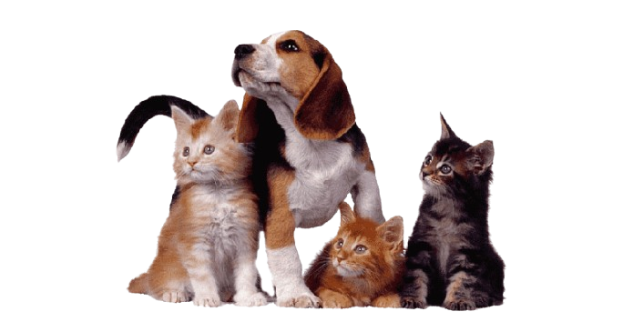 Cachorro e gatos